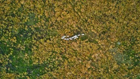 A flock of sheep from above Foto stock