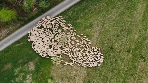 Flock of sheep aerial view Stock-Footage 89424080