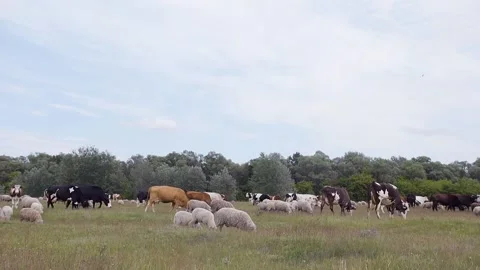 A flock of sheep and cows are running on the farm. Cows and sheep are on the run Stock Footage 143588542