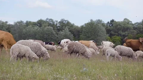 A flock of sheep and cows are running on the farm. Cows and sheep are on the run 스톡 동영상 143588652
