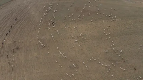 A flock of sheep and Cows grazing in the mountains 4K Drone 動画素材 120307760