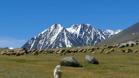Flock of sheep and dog on mountain pasture Stock Footage 52086558