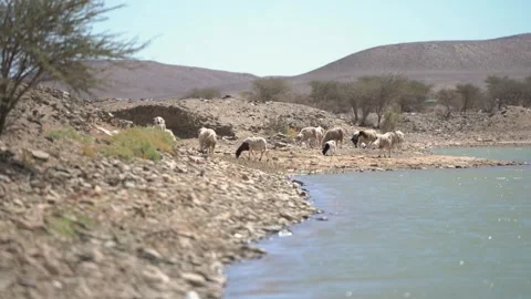 Flock of Sheep and Goats Drinking at Rocky Desert Lake Stock Footage 335636323