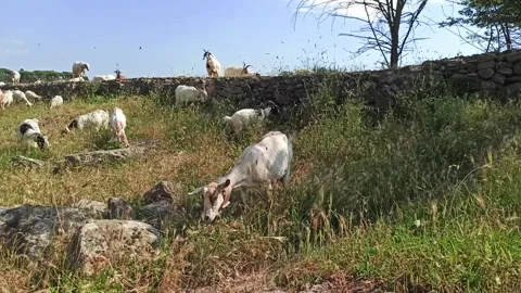 Flock of sheep and goats Vidéo 132109191
