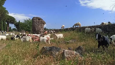 Flock of sheep and goats Vidéo 132109475