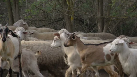 Flock of sheep and goats in the forest Vídeos de archivo 142000812