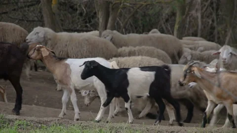 A flock of sheep and goats passing through the forest Vídeos de archivo 142000675
