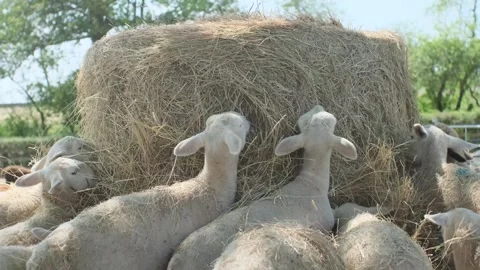 Flock of Sheep and Lambs Eating Fodder  - 19 July 2026 스톡 동영상 340142340