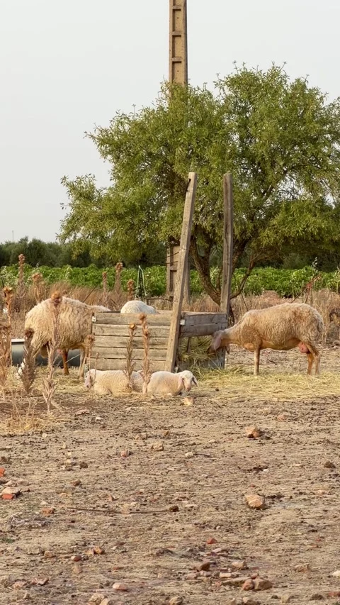Flock of Sheep and Lambs Eating Hay at Wooden Feeder in Rural Spain Stock Footage 340421261