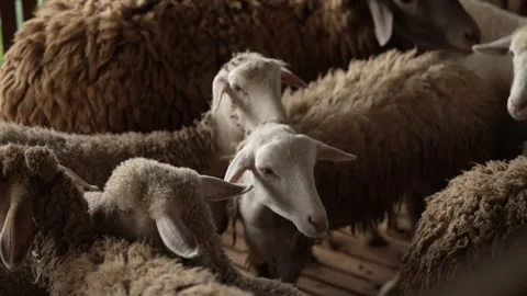 Flock of sheep and lambs Stock Footage 263698065