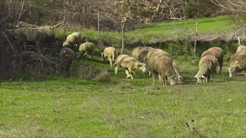 A flock of sheep and lambs graze the grass in a mountain meadow Stock Footage 150835239