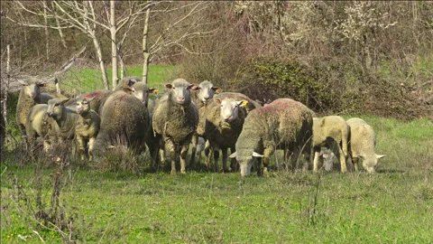 A flock of sheep and lambs graze the grass in a mountain meadow Stock Footage 150835751