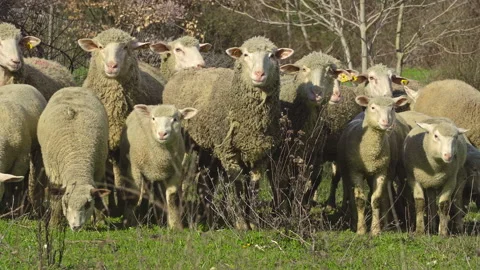 A flock of sheep and lambs graze the grass in a mountain meadow Stock Footage 150835757