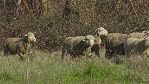 A flock of sheep and lambs graze the grass in a mountain meadow Stock Footage 150836481