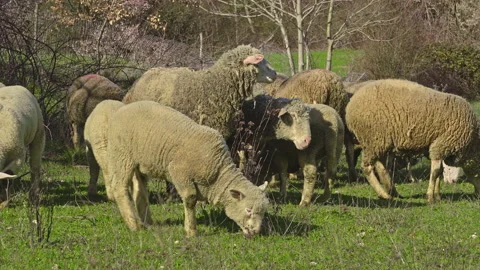 A flock of sheep and lambs graze the grass in a mountain meadow Stock Footage 150836558