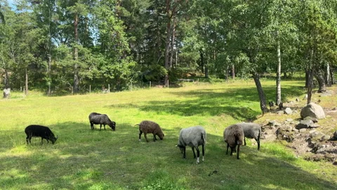 Flock of Sheep and Lambs Grazing in Green Forest Meadow Sweden Stock Footage 343770620
