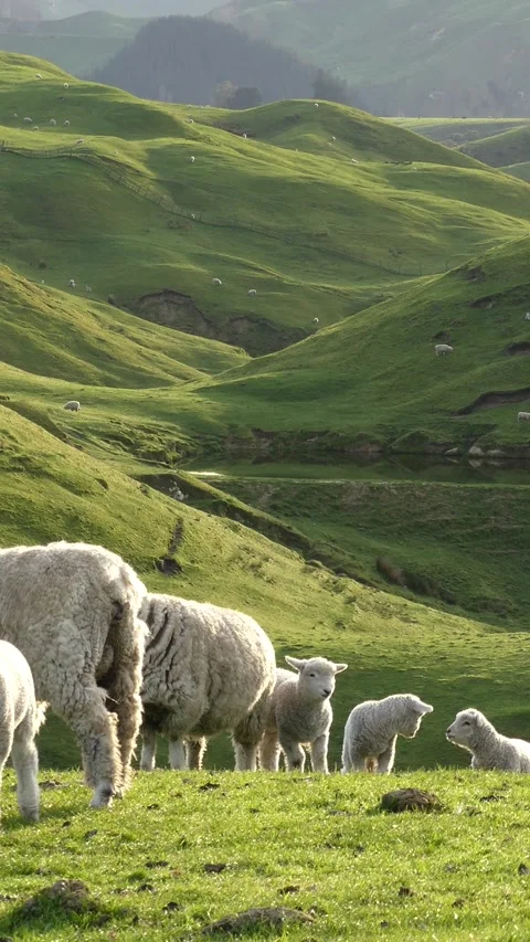 Flock of sheep and lambs looking at camera and enjoying scenic meadow hills Stock Footage 290127666