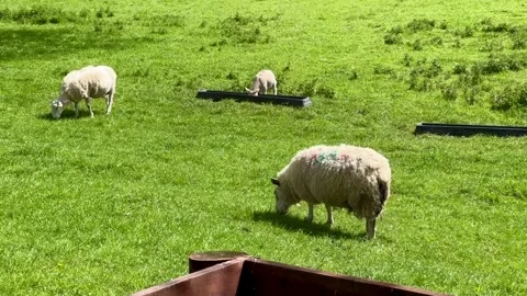 Flock of sheep and lambs on the meadow, Ireland. Stock Footage 315567973