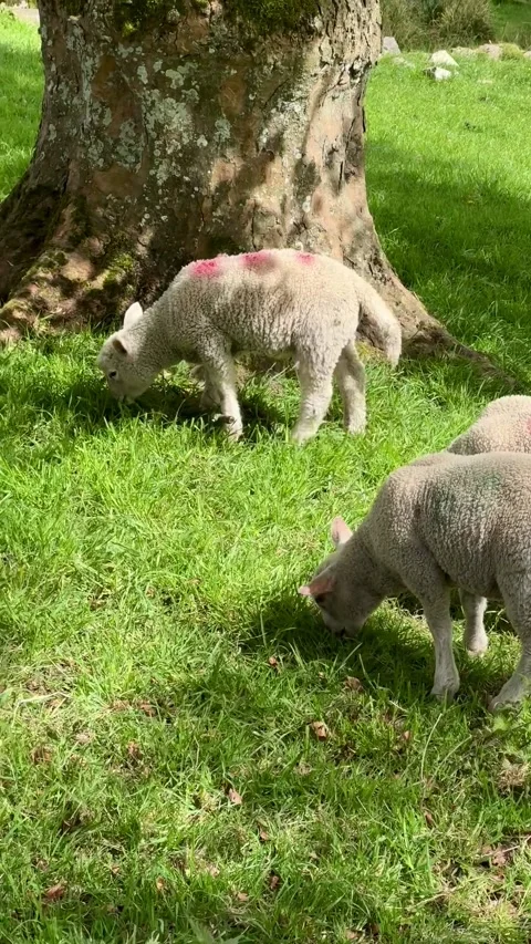 Flock of sheep and lambs on the meadow, Ireland. Stock Footage 315567977