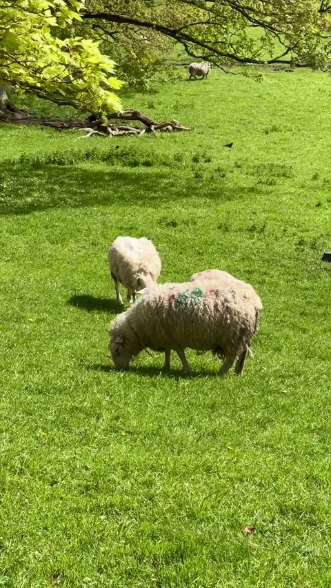 Flock of sheep and lambs on the meadow, Ireland. Stock Footage 315567978