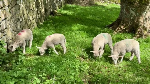 Flock of sheep and lambs on the meadow, Ireland. Stock Footage 315567980