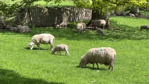 Flock of sheep and lambs on the meadow, Ireland. Stock Footage 315567986