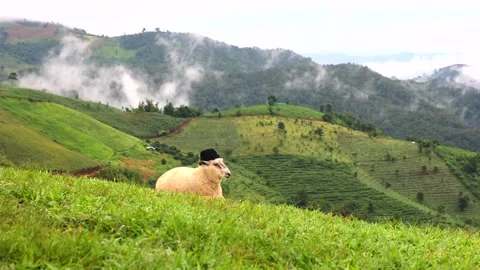 Flock of sheep and misty landscape on mountains in the rainy season of Thailand. Stock Footage 262234026