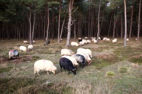 Flock of sheep and pine forest Stock Photos
