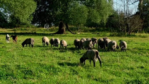 Flock sheep and ram eating fresh grass at rural farm. Domestic animal at ranch Video stock 80192679