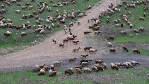 A flock of sheep and ram  walking in a green meadow on a pasture slow motion Stock Footage 107567670