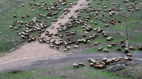A flock of sheep and ram  walking in a green meadow on a pasture slow motion Stock Footage 107567683
