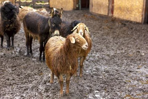 A flock of sheep and rams walks in the corral Foto stock