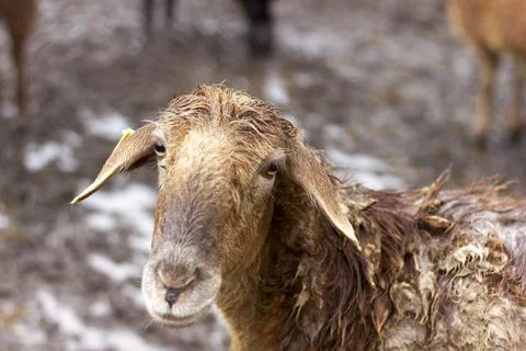 A flock of sheep and rams walks in the corral Stock Photos