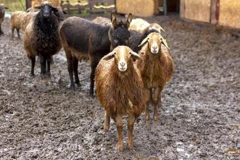A flock of sheep and rams walks in the corral Stock Photos