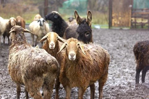 A flock of sheep and rams walks in the corral Stock Photos