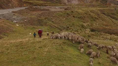 Flock of Sheep and Shepherds Stock-Footage 77753747