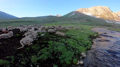 Flock of sheep and stream landscape in the Himalayas Nepal-Kashmir Stock Footage 262057707