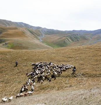 Flock of sheep and two shepherds on horseback move through the mountain pastu Stock Photos