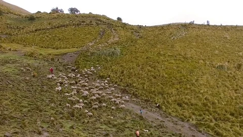 A Flock of Sheep in the Andes Video stock 77753560