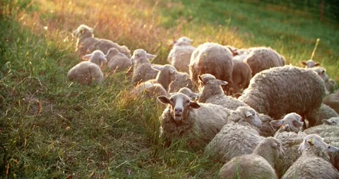 A flock of sheep are resting in the meadow. A flock of sheep rest in the paddock Видео 229263374