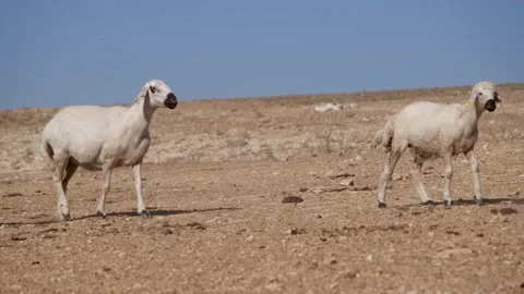 Flock of sheep are walking 2 Stock Footage 294045443