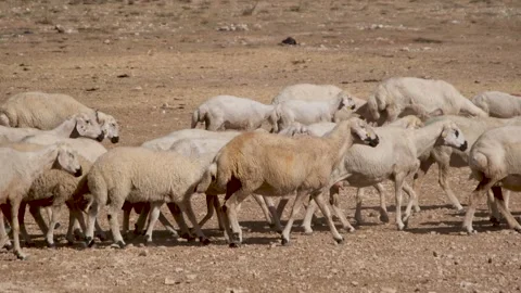 Flock of sheep are walking Stock Footage 294045366