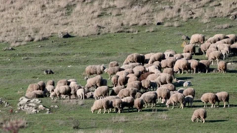 A flock of sheep are walking in a meadow. Sheep farming, livestock, agriculture, Video stock 221272663