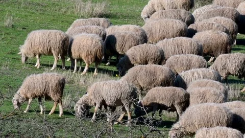 A flock of sheep are walking in a meadow. Sheep farming, livestock, agriculture Stock-Footage 245664576