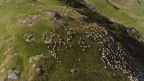 Flock of sheep being herded over the mountains, Translapina pass Stock Footage 91078028