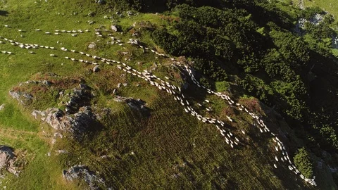 Flock of sheep being herded over the mountains, Translapina pass Stock Footage 91078388