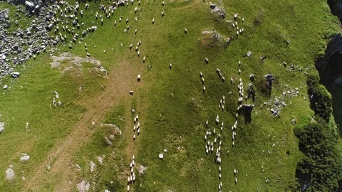 Flock of sheep being herded over the mountains, Translapina pass Stock Footage 91088497