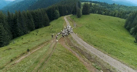 Flock of sheep being herded over the mountains. Stock Footage 128697244