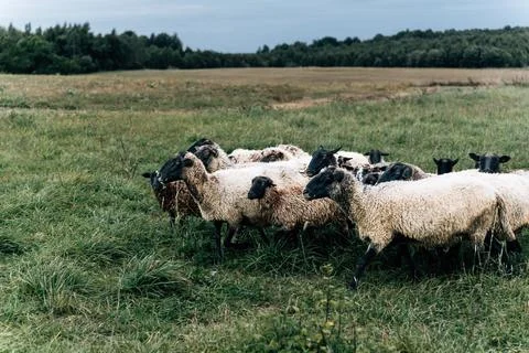 Flock of sheep with black faces grazing in green field under cloudy sky Stock Photos