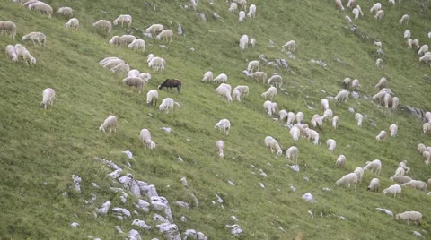Flock of sheep with black sheep grazing in a mountain meadow Stock Footage 65519085